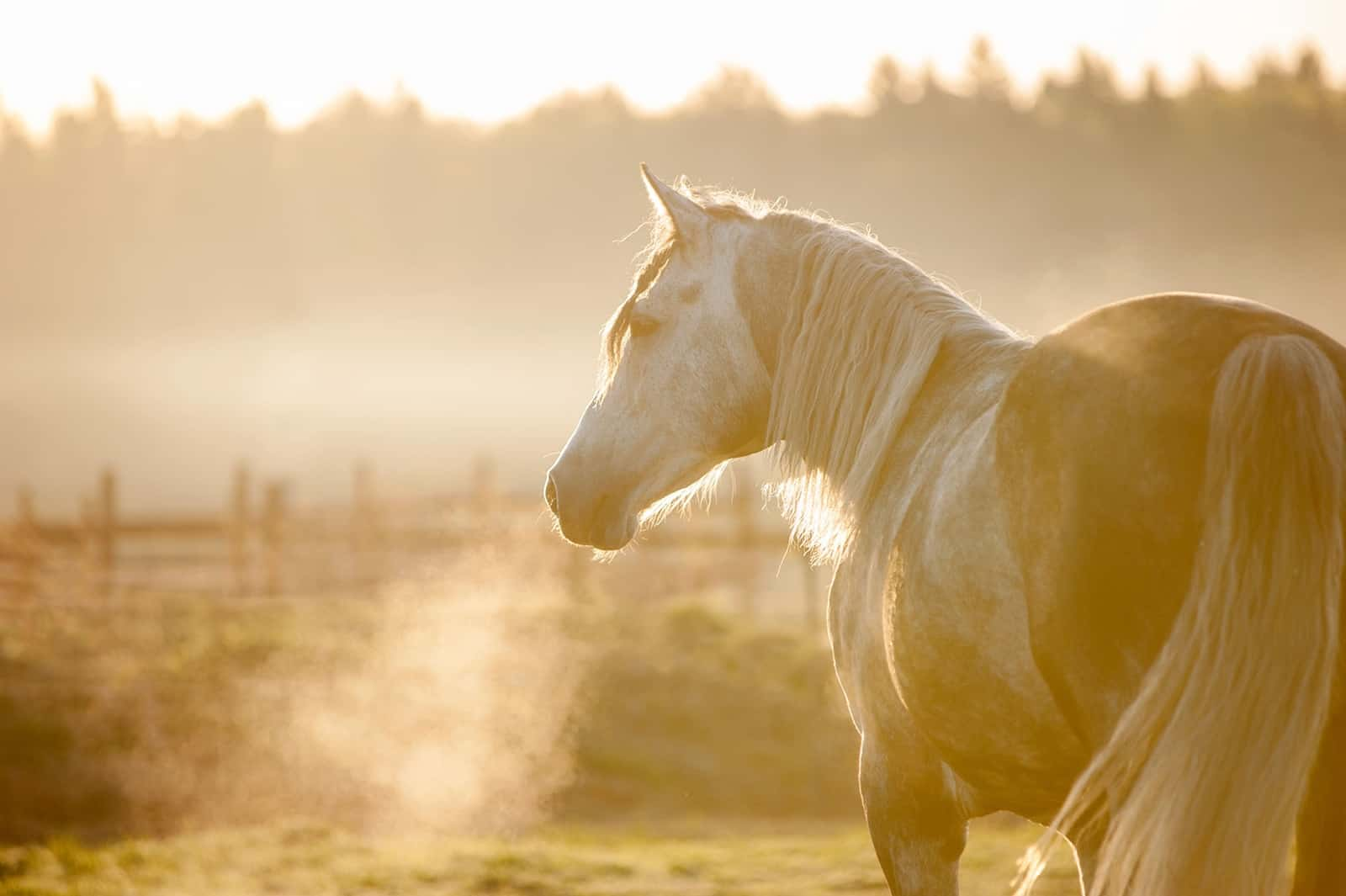 Unveiling the Causes and Risk Factors of Inflammatory Airway Disease in Horses 
